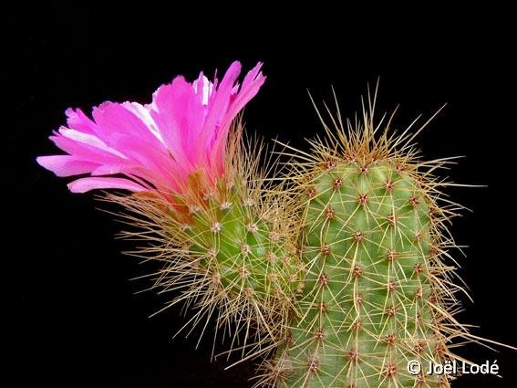 Echinocereus spinigemmatus Lau1246, Sierra Huichol, Jalisco, Mexico JLcoll.1276